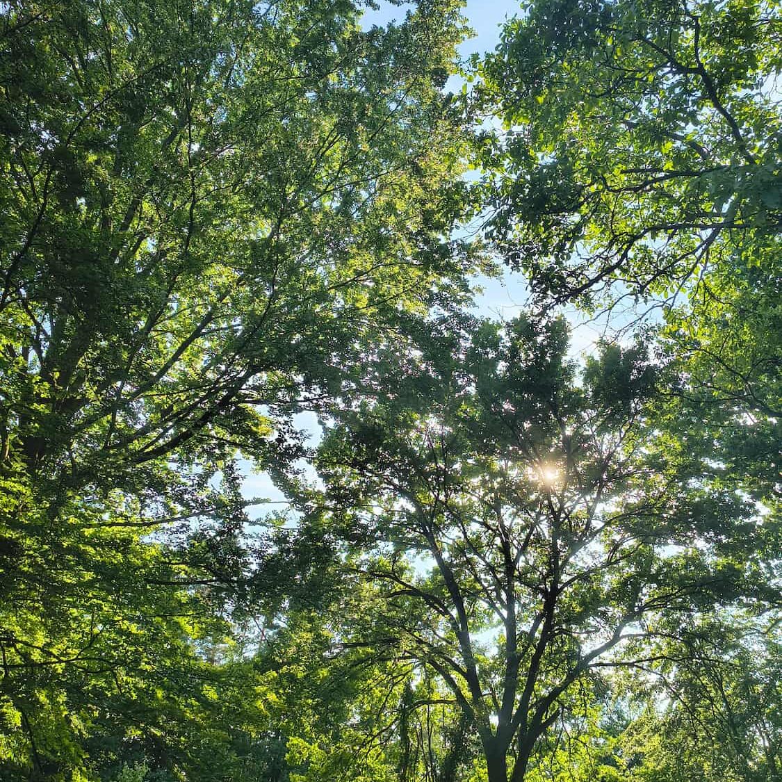 Blick durch die Bäume