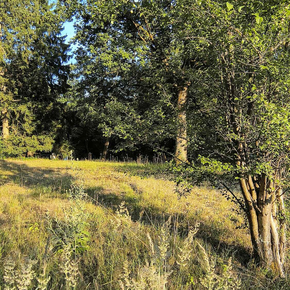 Blick vom Zaun ins Grundstück