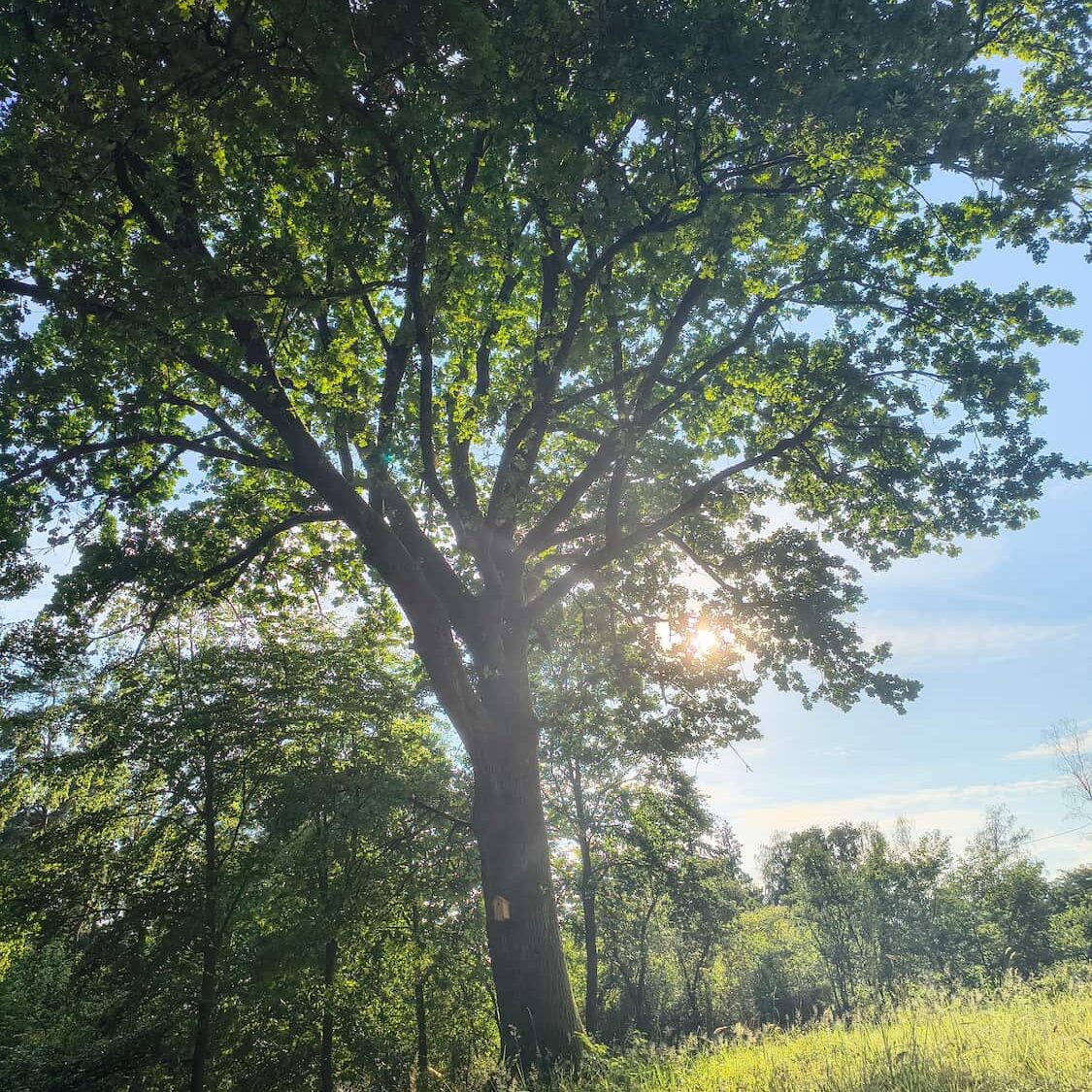 Unsere große Eiche