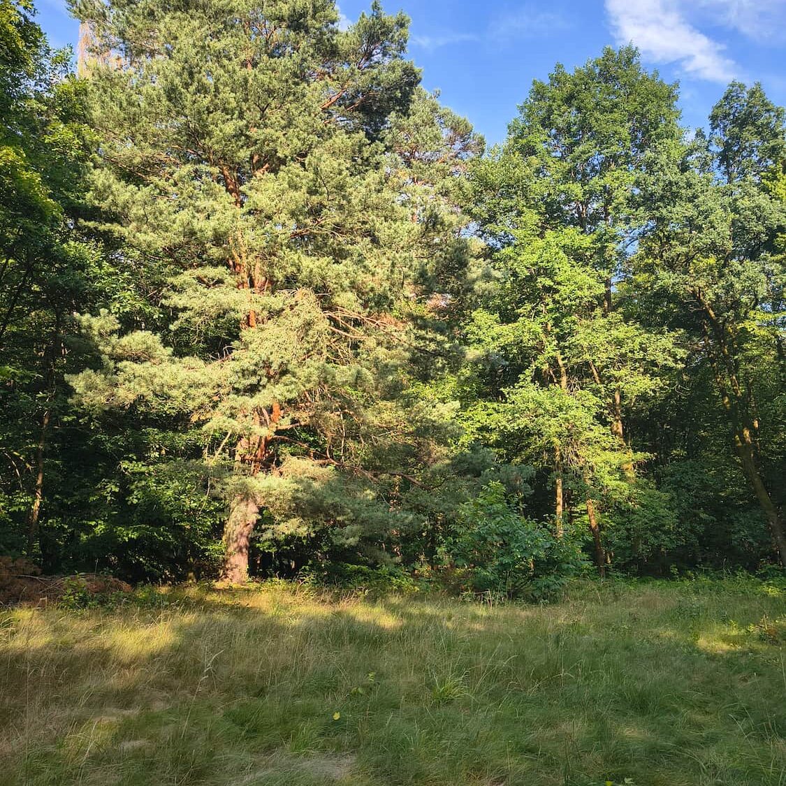 Unsere große alte Kiefer