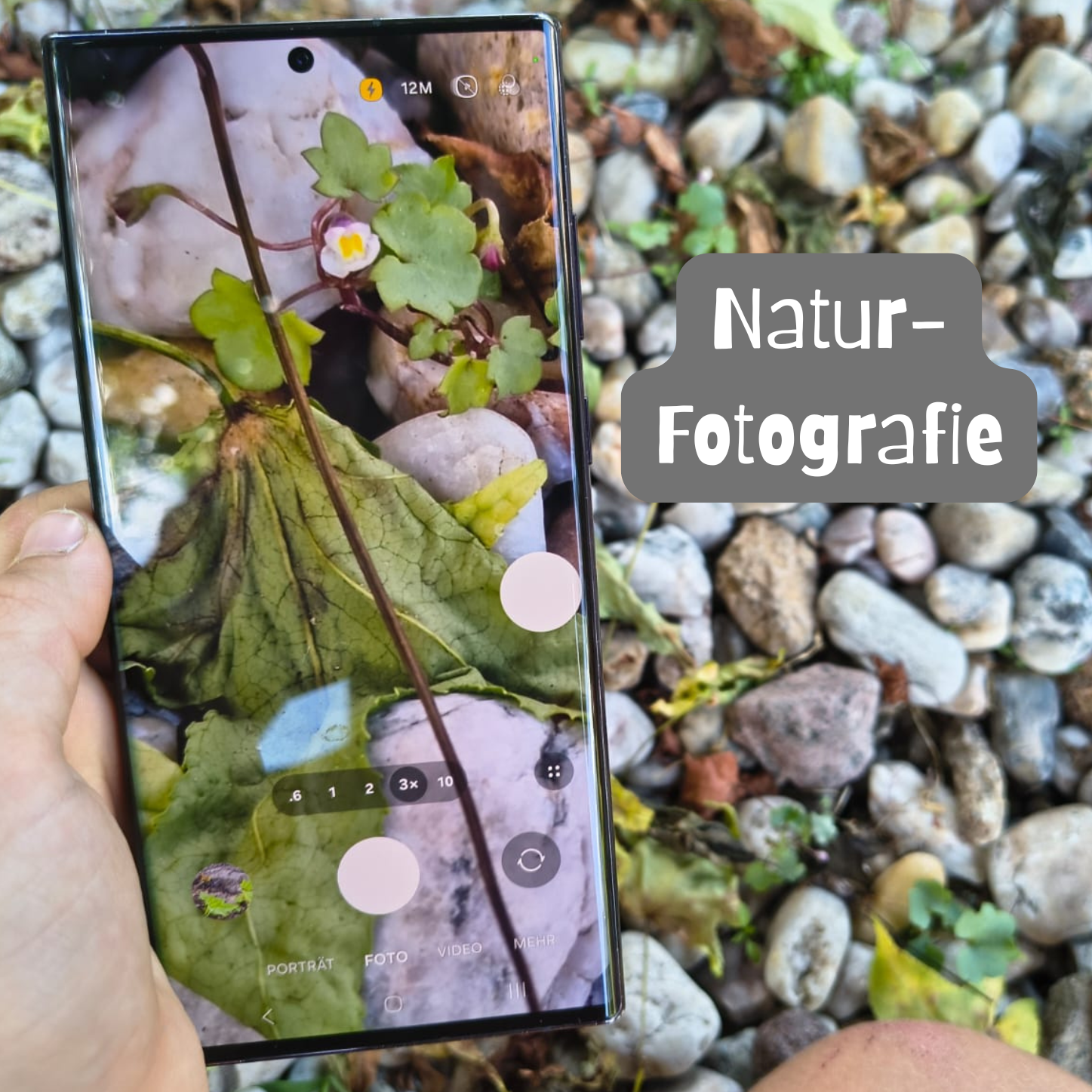 Termine Waldzauber Rodenbach Naturfotografie