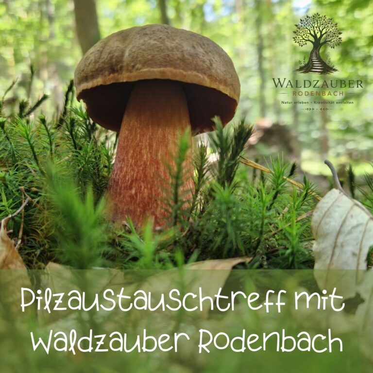 Waldzauber Rodenbach Pilzaustauschtreff mit Anne und Elke